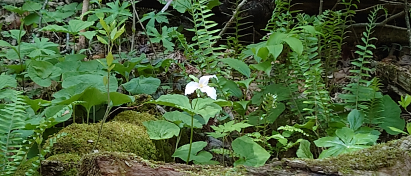 Spring Renewal Sound Bath Journey & Healing with the Horses